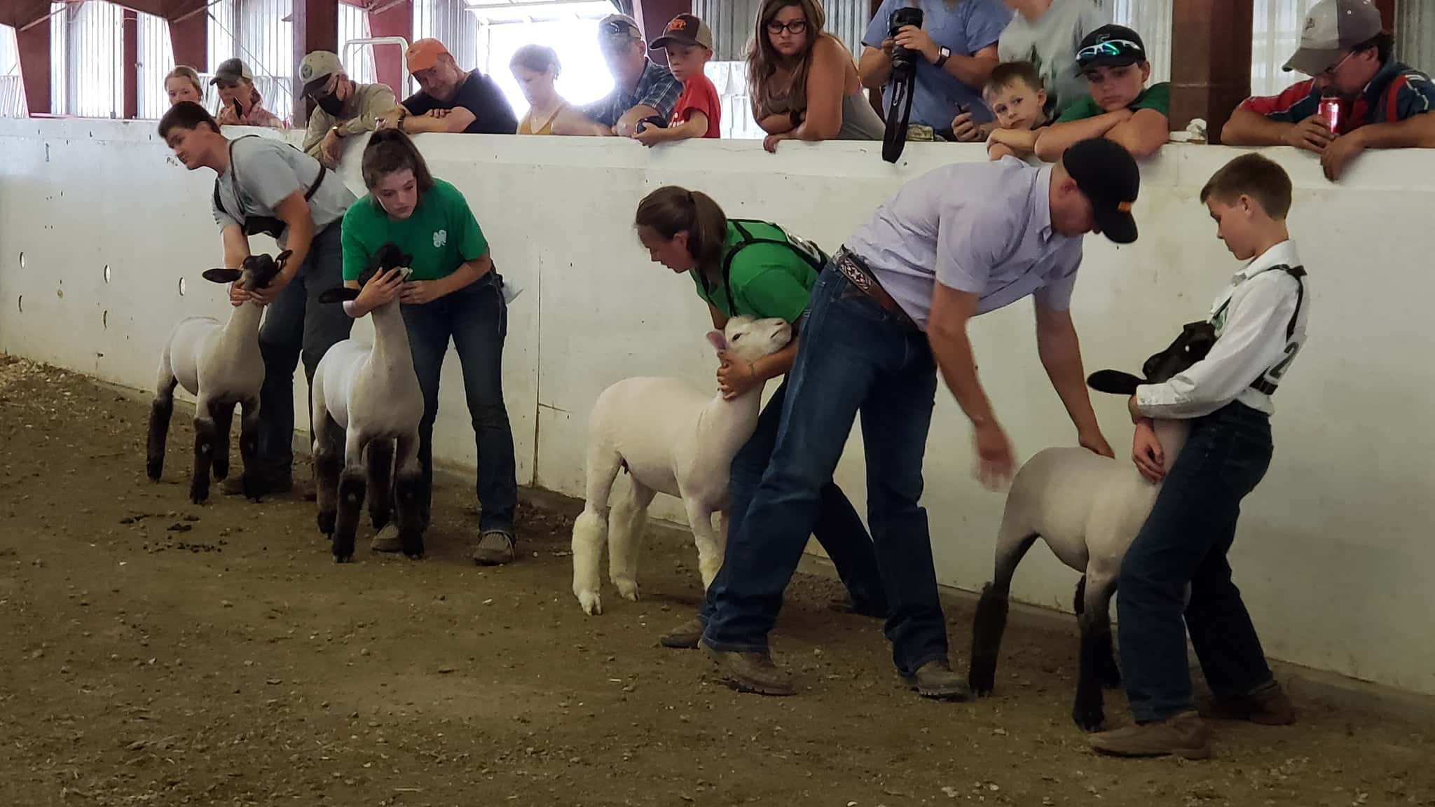 sheep-show-4-h