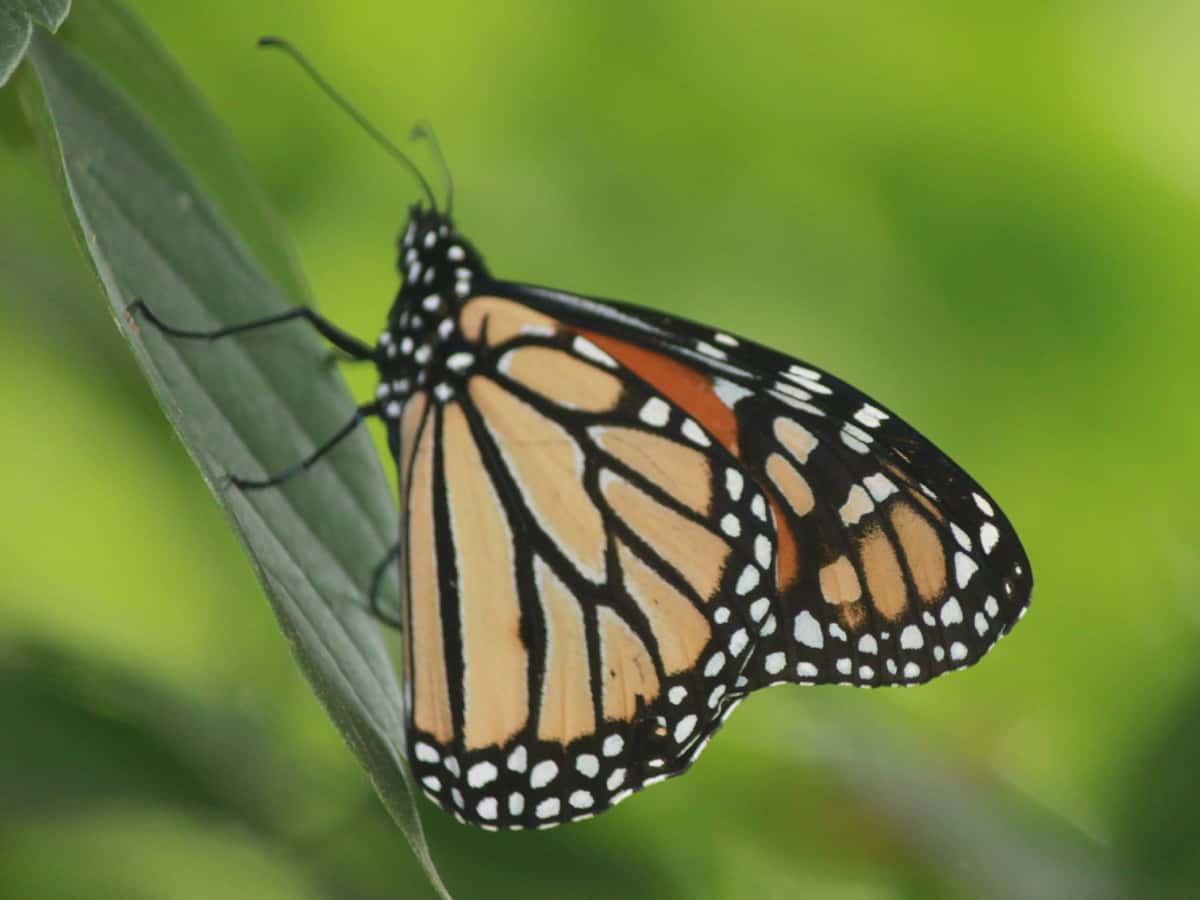 monarch