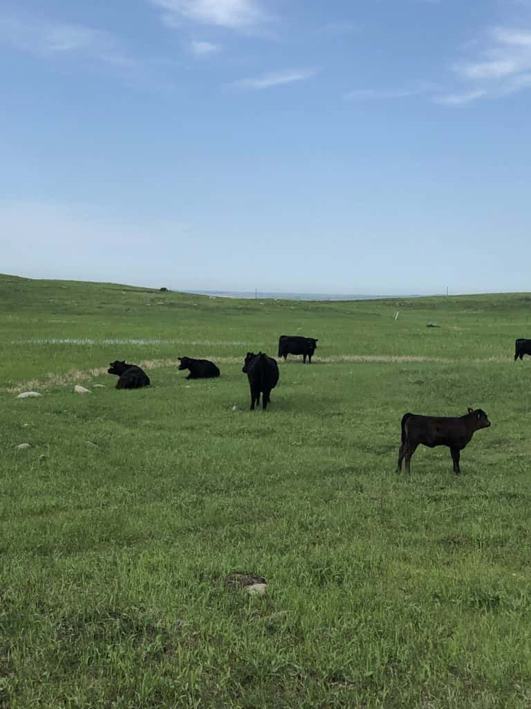 Central Grasslands Research Extension Center Field Day Virtual | News ...