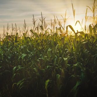 corn-field-sunset-2