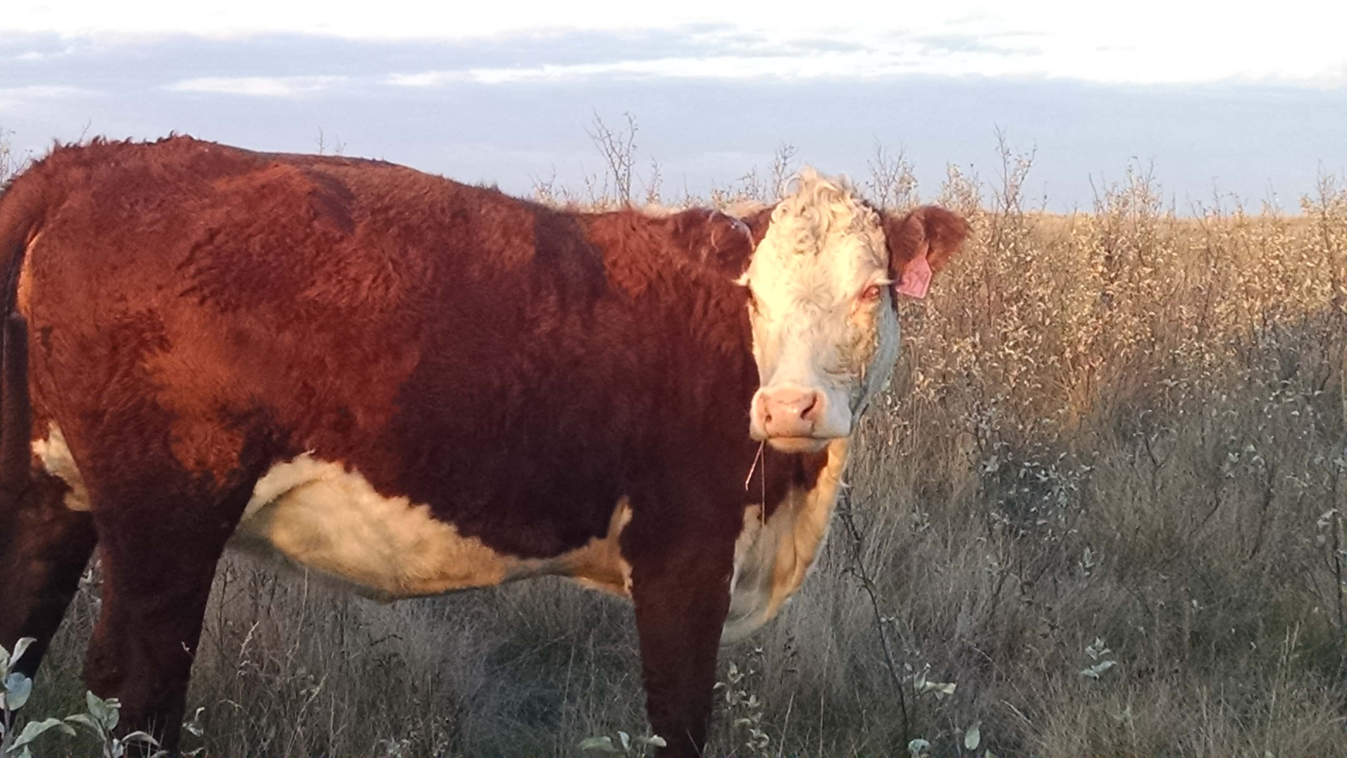 pinkeye-cattle-ndsu