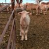 lamb-ndsu