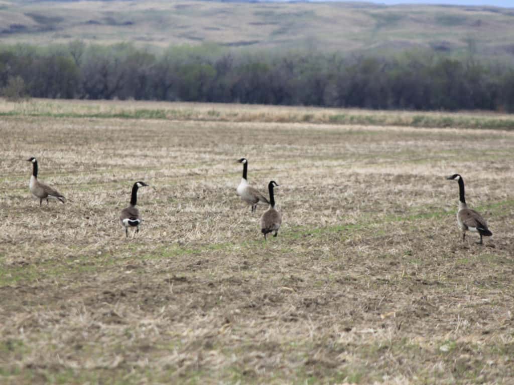 Game & Fish Release Midwinter Waterfowl Survey - Vimarsana News