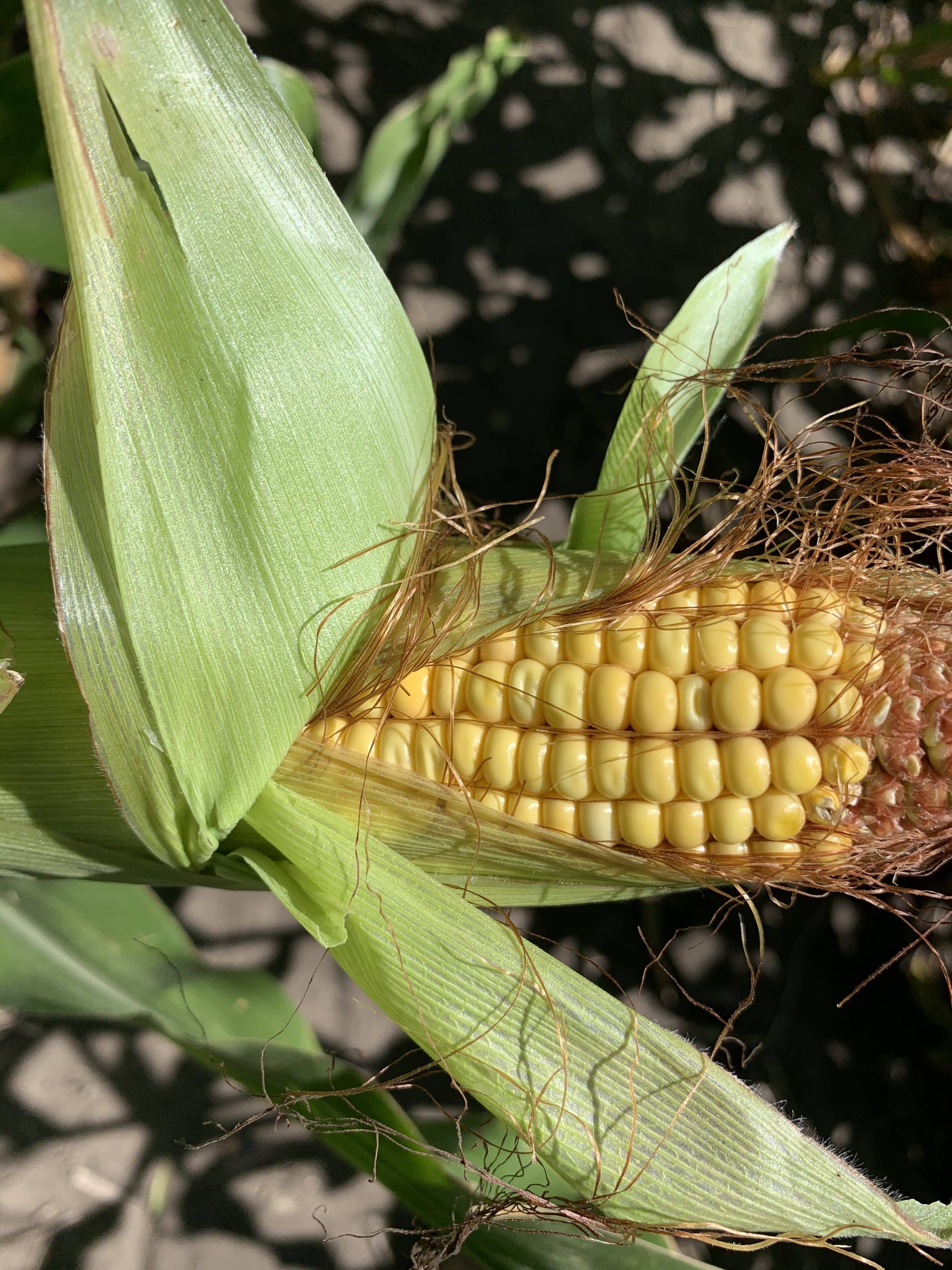 nitrogen-corn-ndsu