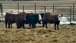 livestock-ndsu