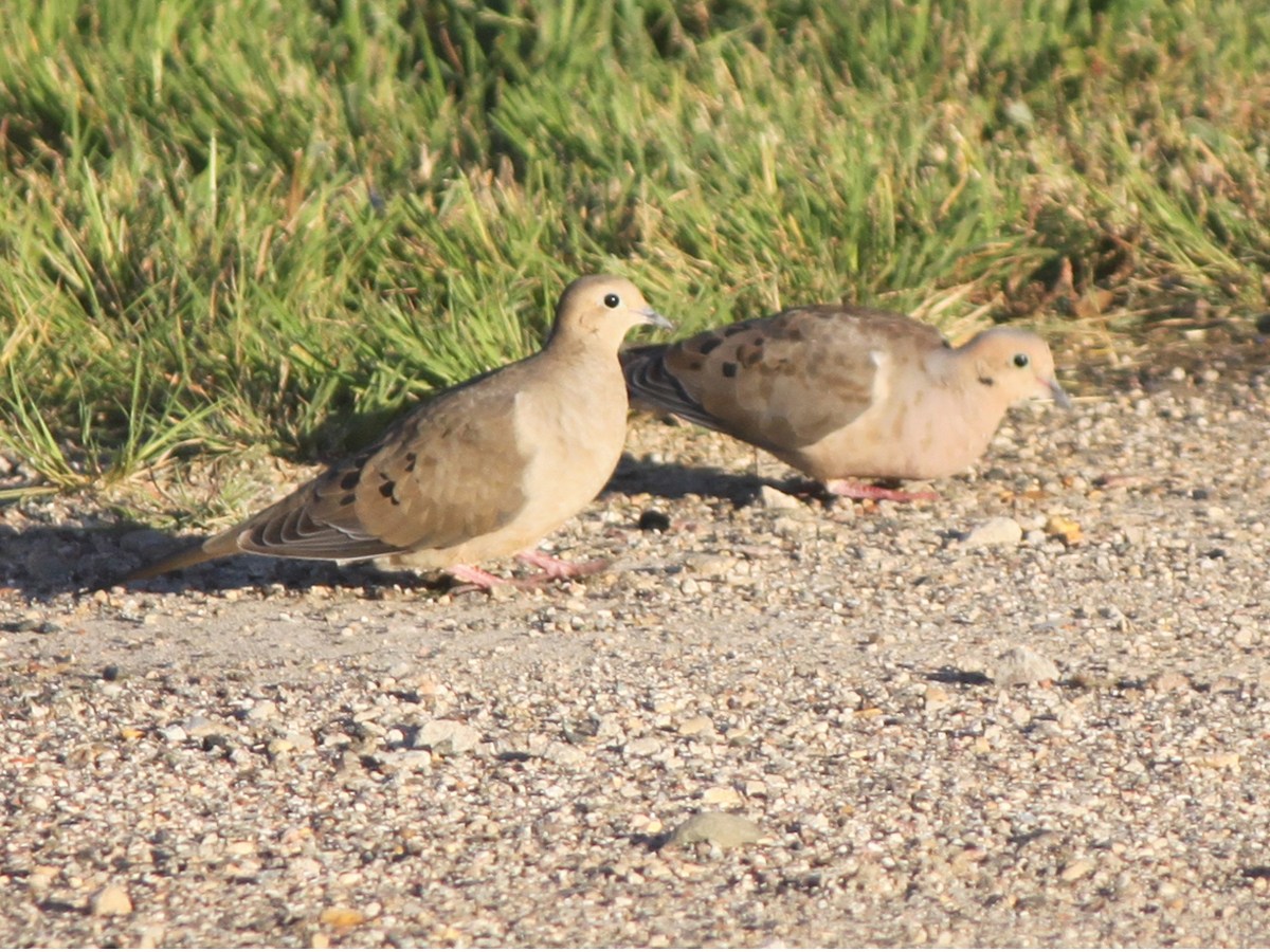 doves1