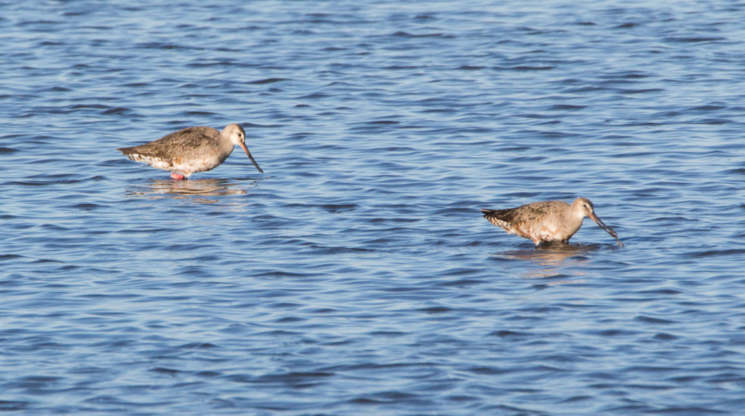 hudsonian-godwit