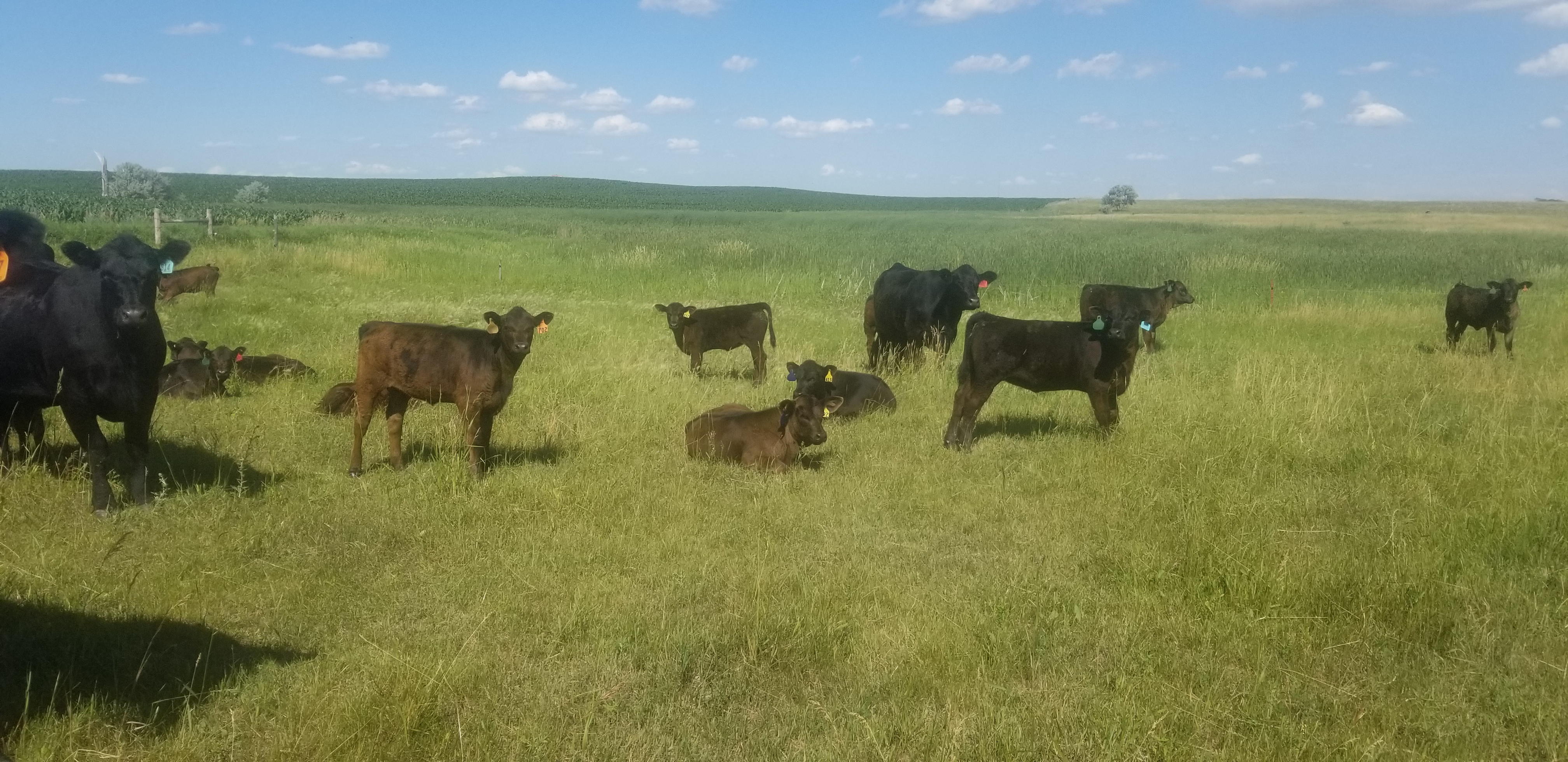 weaning-beef-cows-ndsu