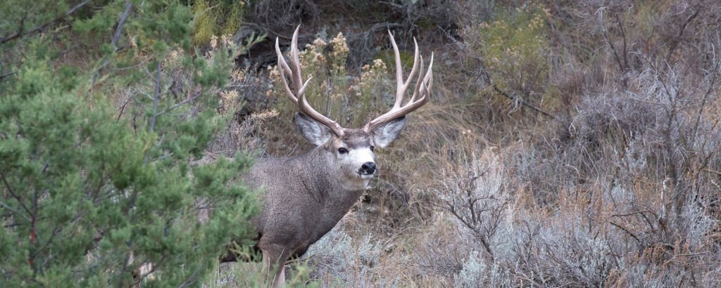 Doug Leier Talks Deer Gratis, Advisory Meetings - Vimarsana News