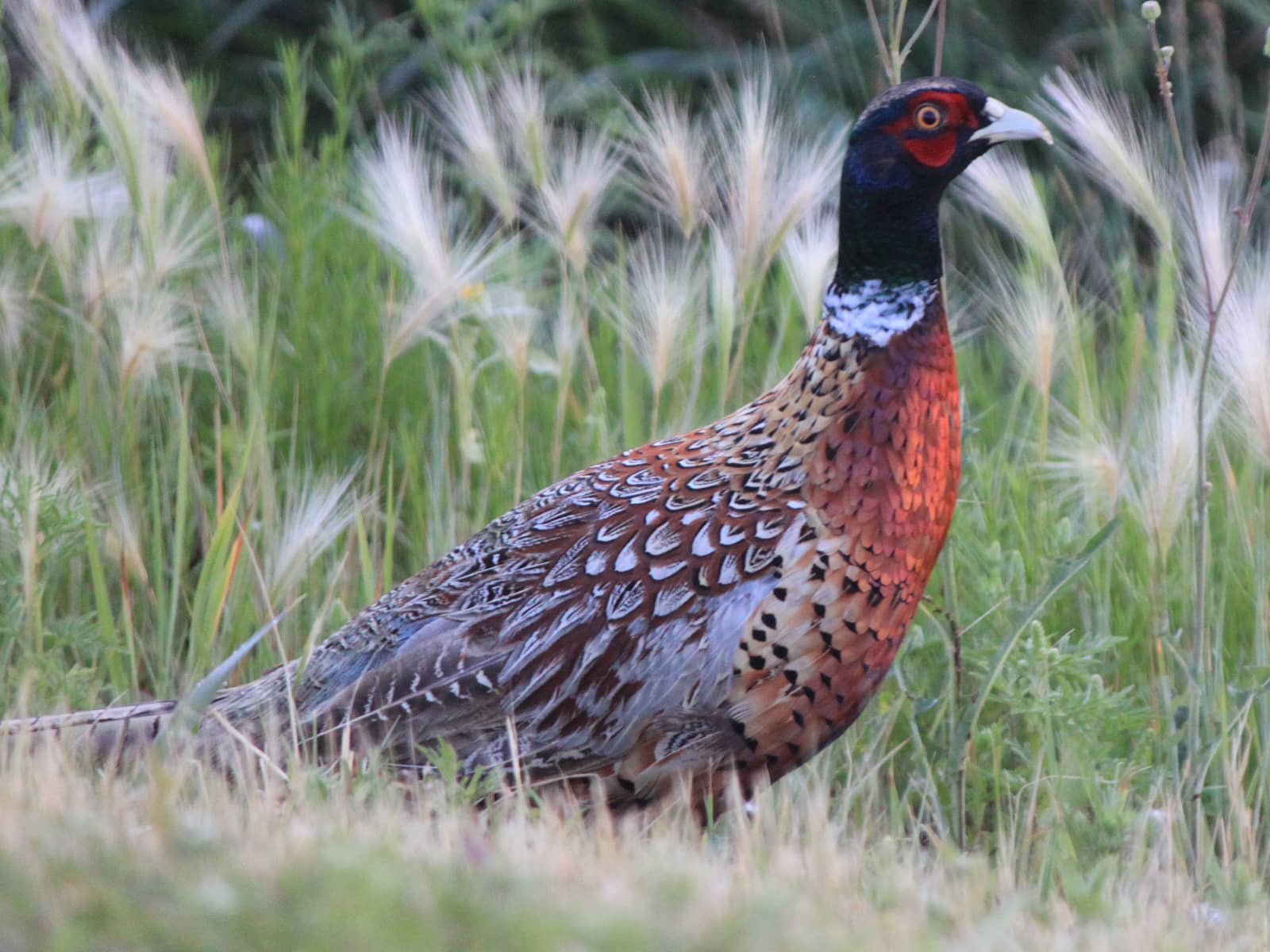 Pheasant Numbers Jump in ND News Dakota