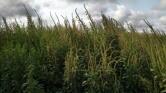 Farmers & Ranchers Asked To Scout For Palmer Amaranth | News Dakota