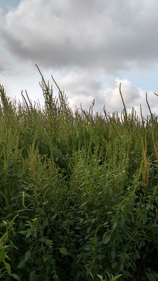 Farmers & Ranchers Asked To Scout For Palmer Amaranth | News Dakota