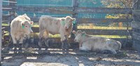 dakota-feeder-cattle-show-ndsu