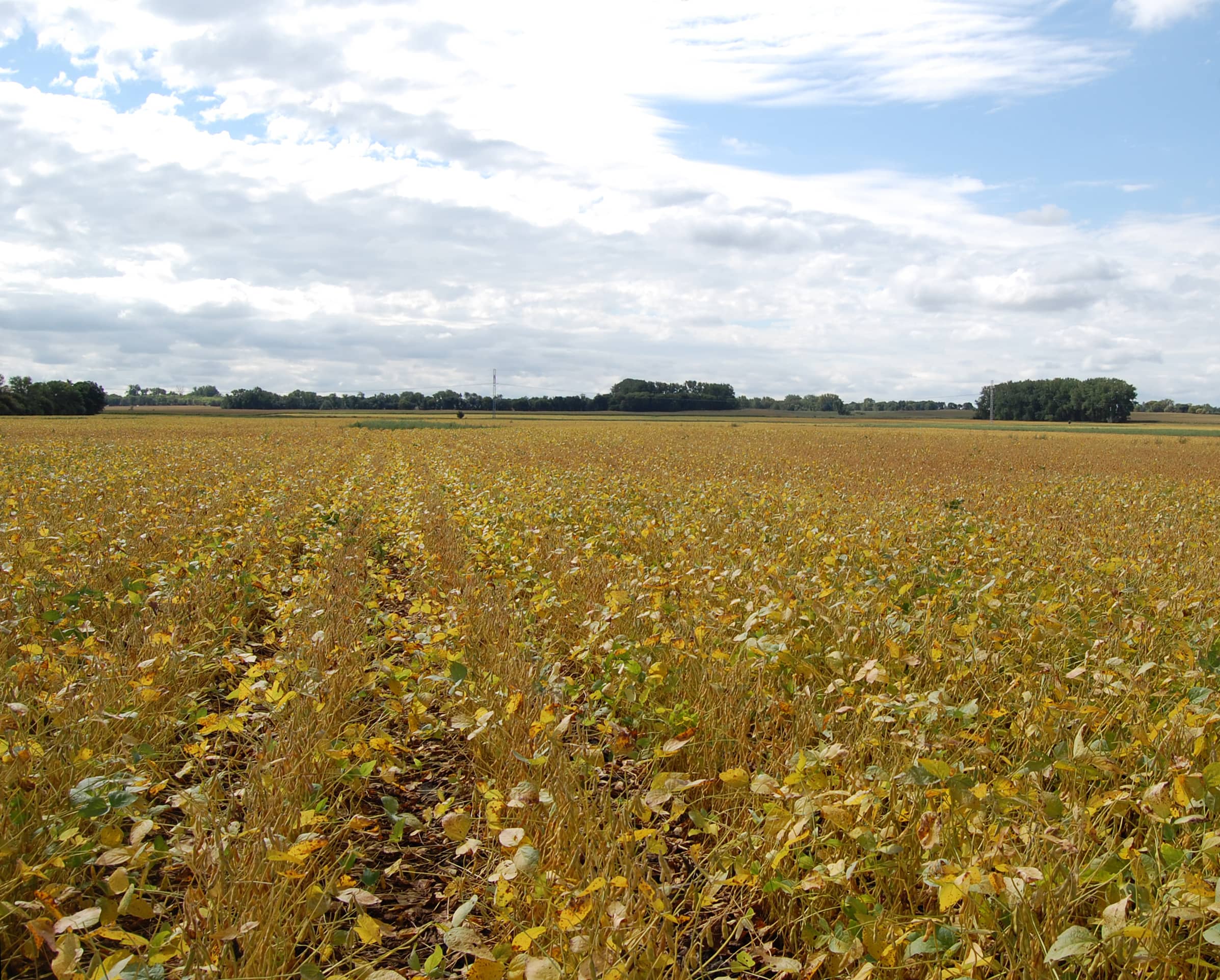 soybean-field