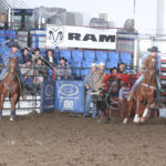 Ray: Jade Nelson’s horse Ray is the 2020 Badlands Circuit heel horse of the year. Ray, a ten-year-old sorrel, has “just come into his own,” Nelson said. Photo by Cowboy Images/Peggy Gander.