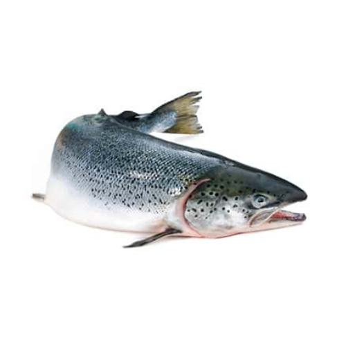 salmon-photo