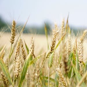 wheat-jpeg