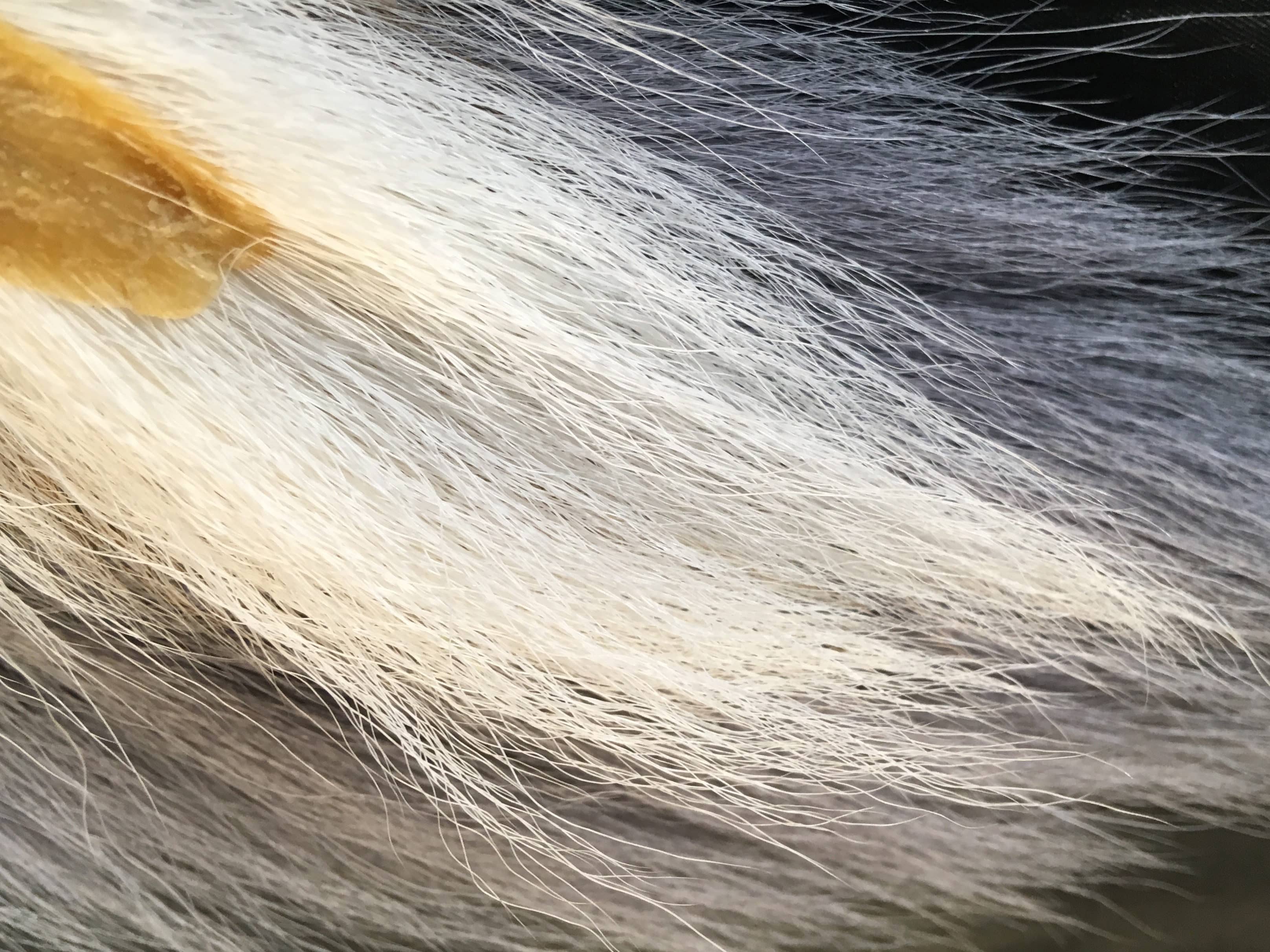 bucktail2