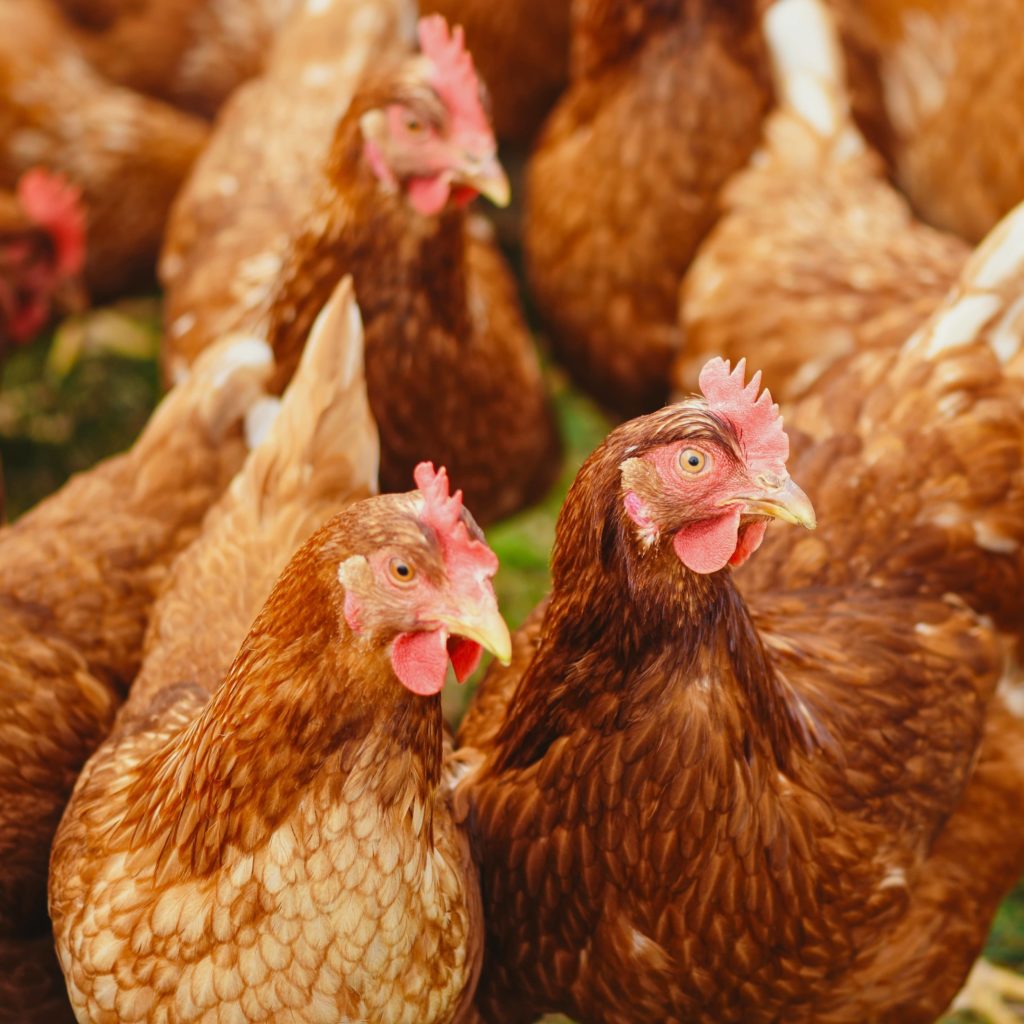 U.S. Poultry Provides Over Two Million Jobs Economic Impact Growing