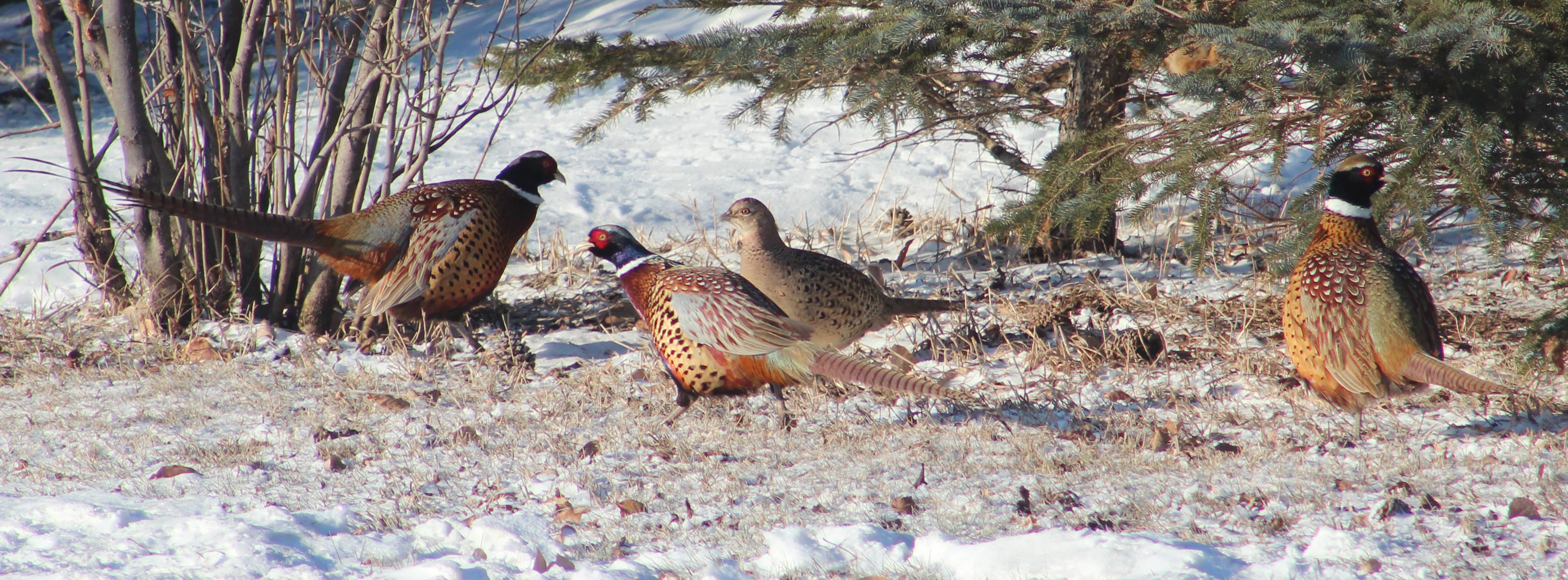 winterpheasants