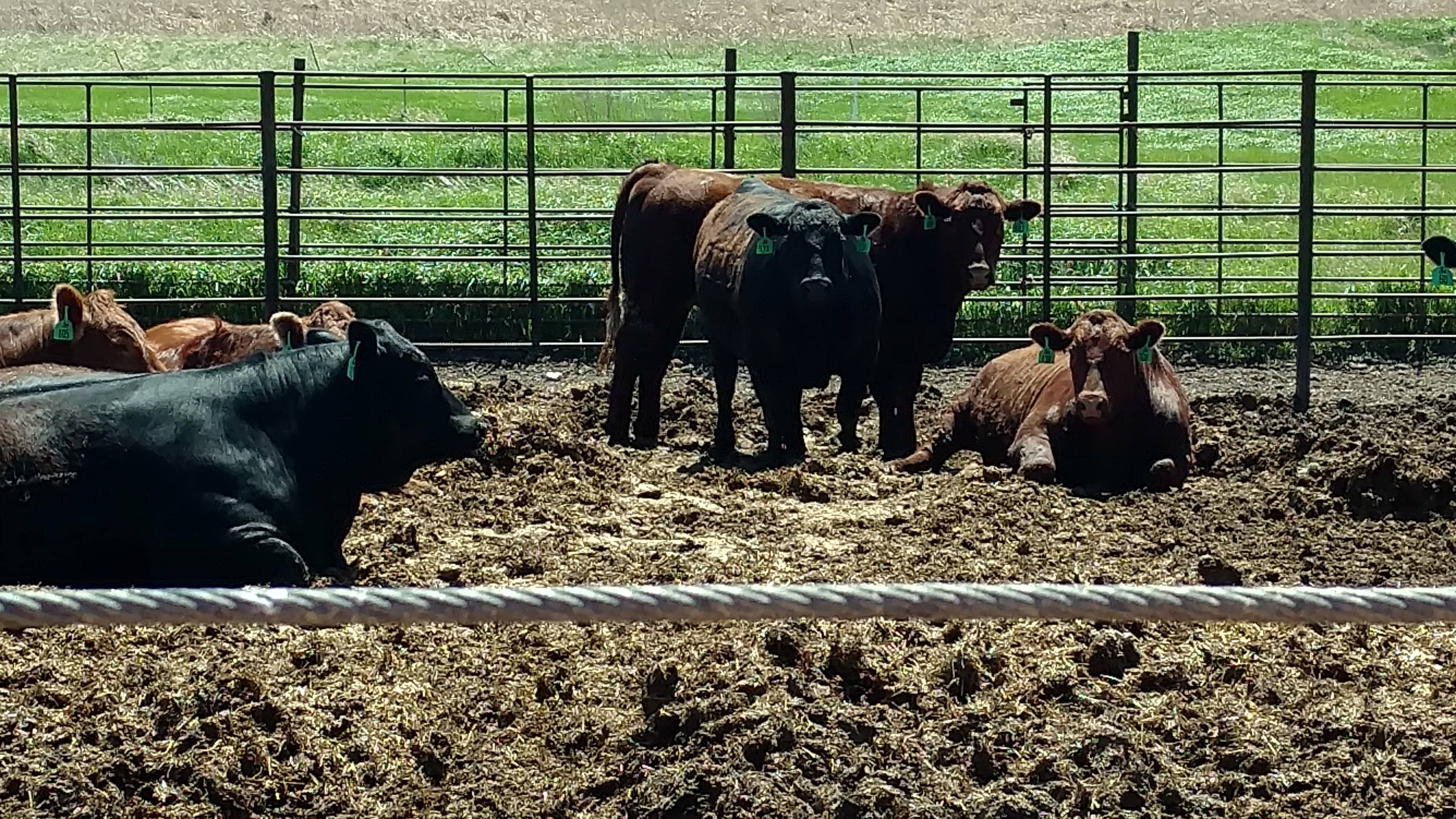 hoppe-feedlot-ndsu-extension