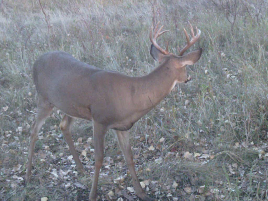 10 Reasons to Take Up Hunting - Vimarsana News
