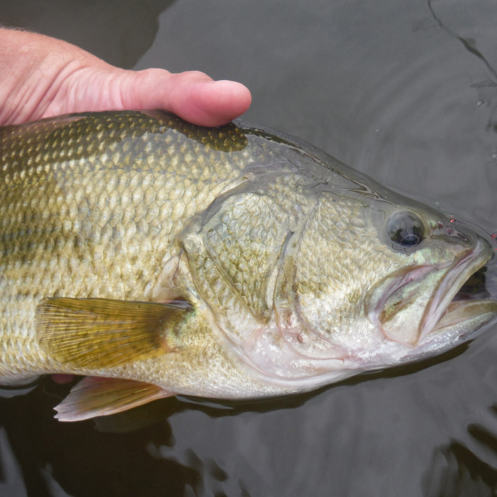 Badlands Bass Bandits Kick Off Winter Tourney Trail - Vimarsana News
