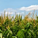 corn-field-ndsu-jpeg-3