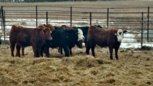 livestock-ndsu-jpg-2