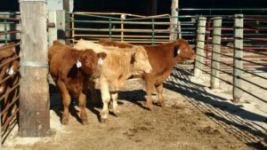 feedlot-ndsu-300x169-jpg-2