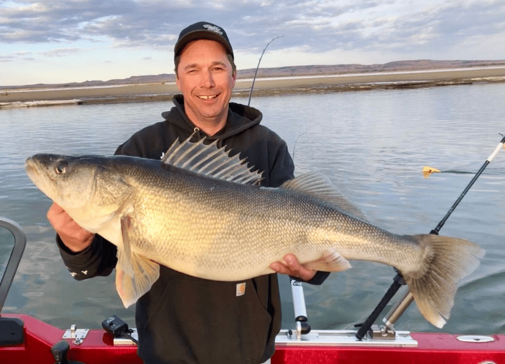 Big Walleye Certified As State Record News Dakota   Shypkoski Record Walleye 1024x737 