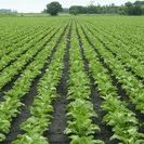 sugarbeet-field-ndsu-jpeg-2