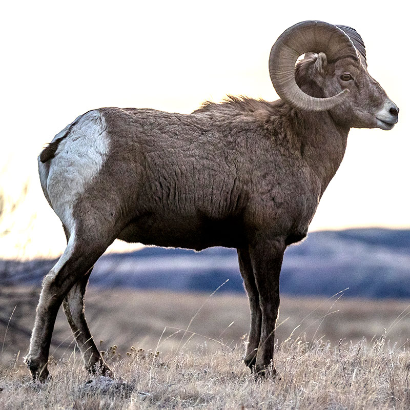 Second Consecutive Record Count of Bighorn Sheep News Dakota