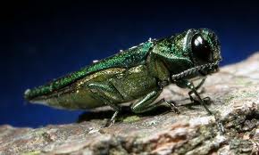 emerald-ash-borer-jpg