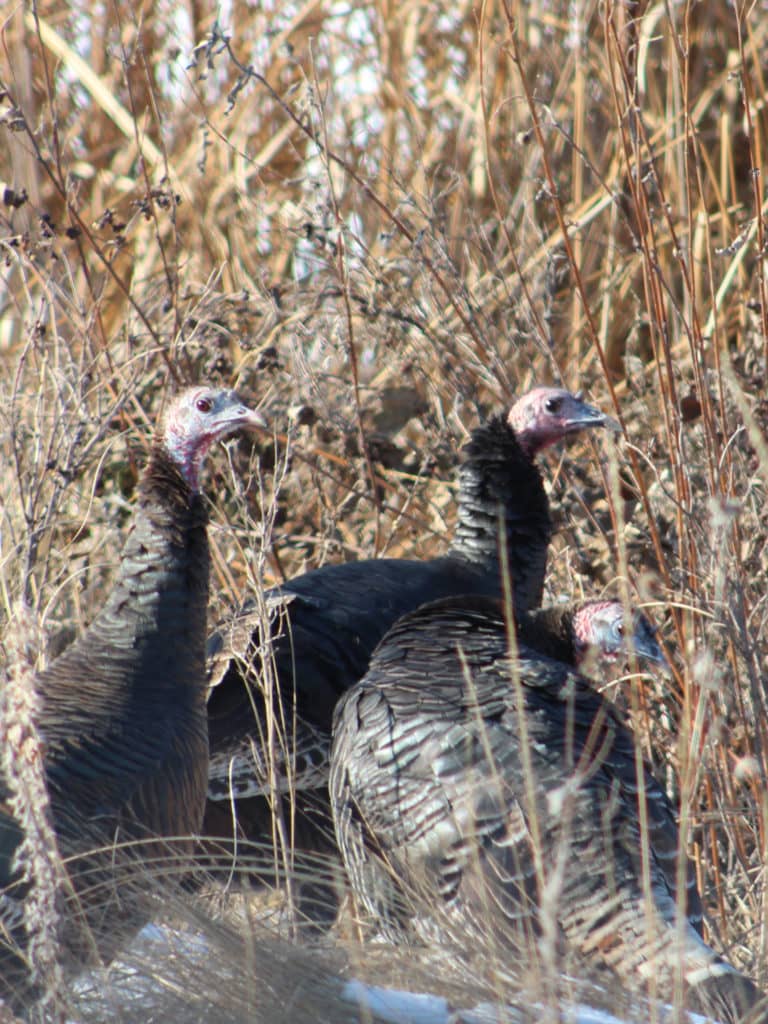 NWTF Programs Succeeding in North Dakota - Vimarsana News