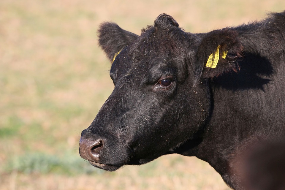 cow-3755947_960_720