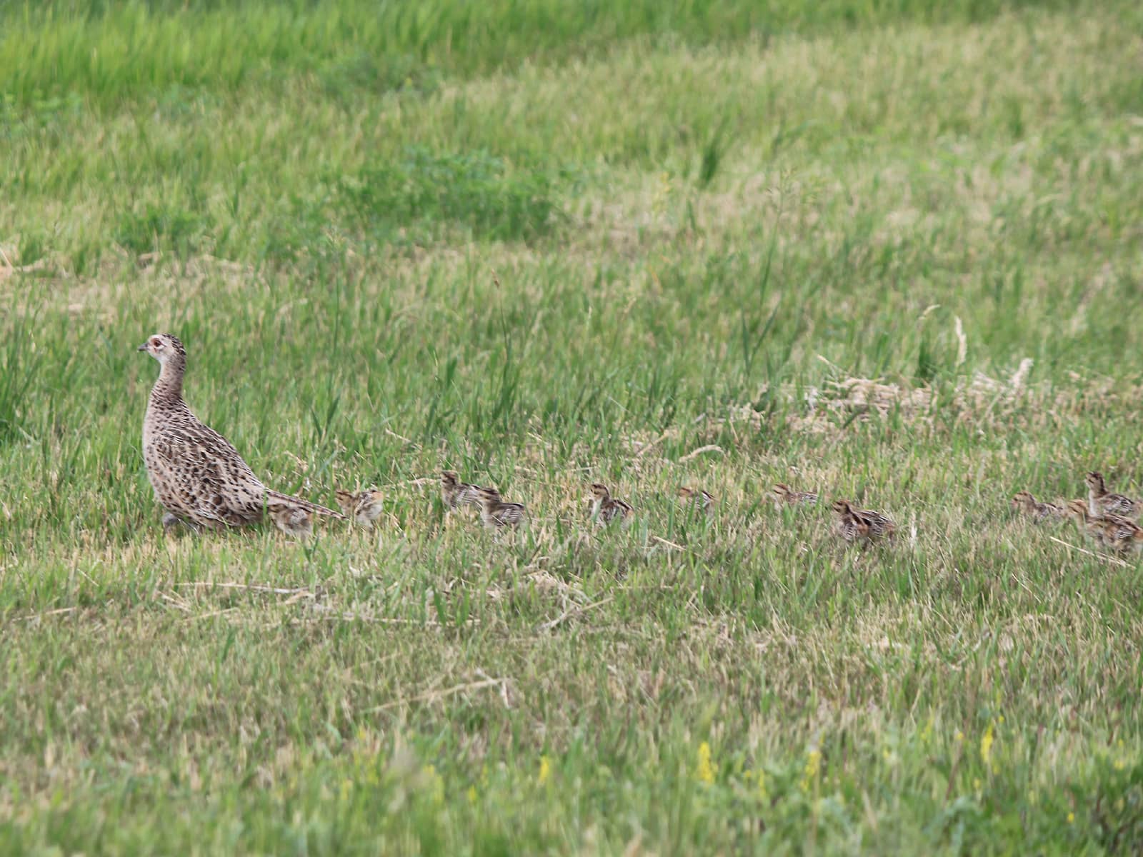 pheashenchicks