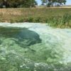 blue-green-algae-ndsu-extension