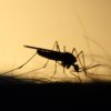 mosquito-3860900