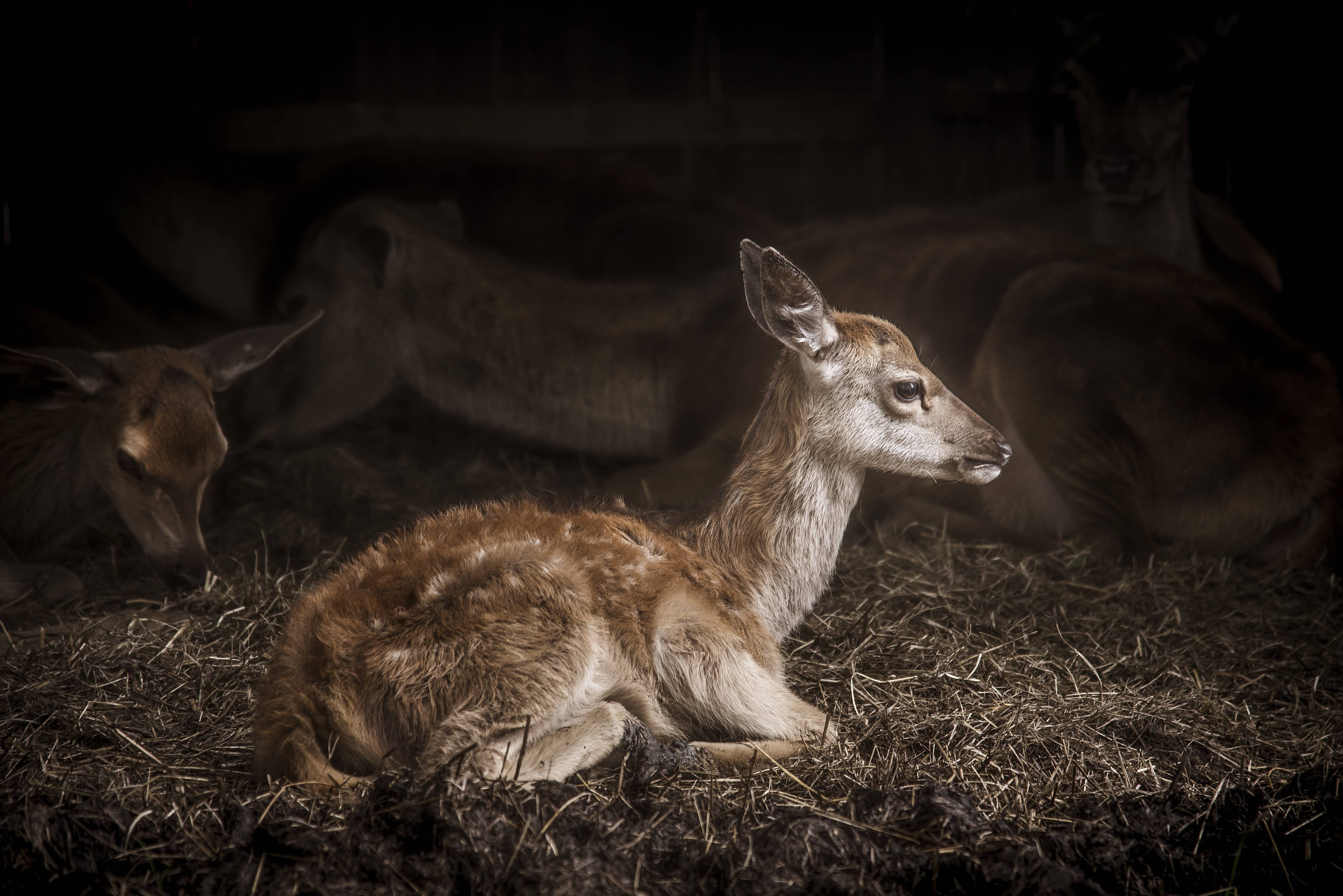 baby-deer