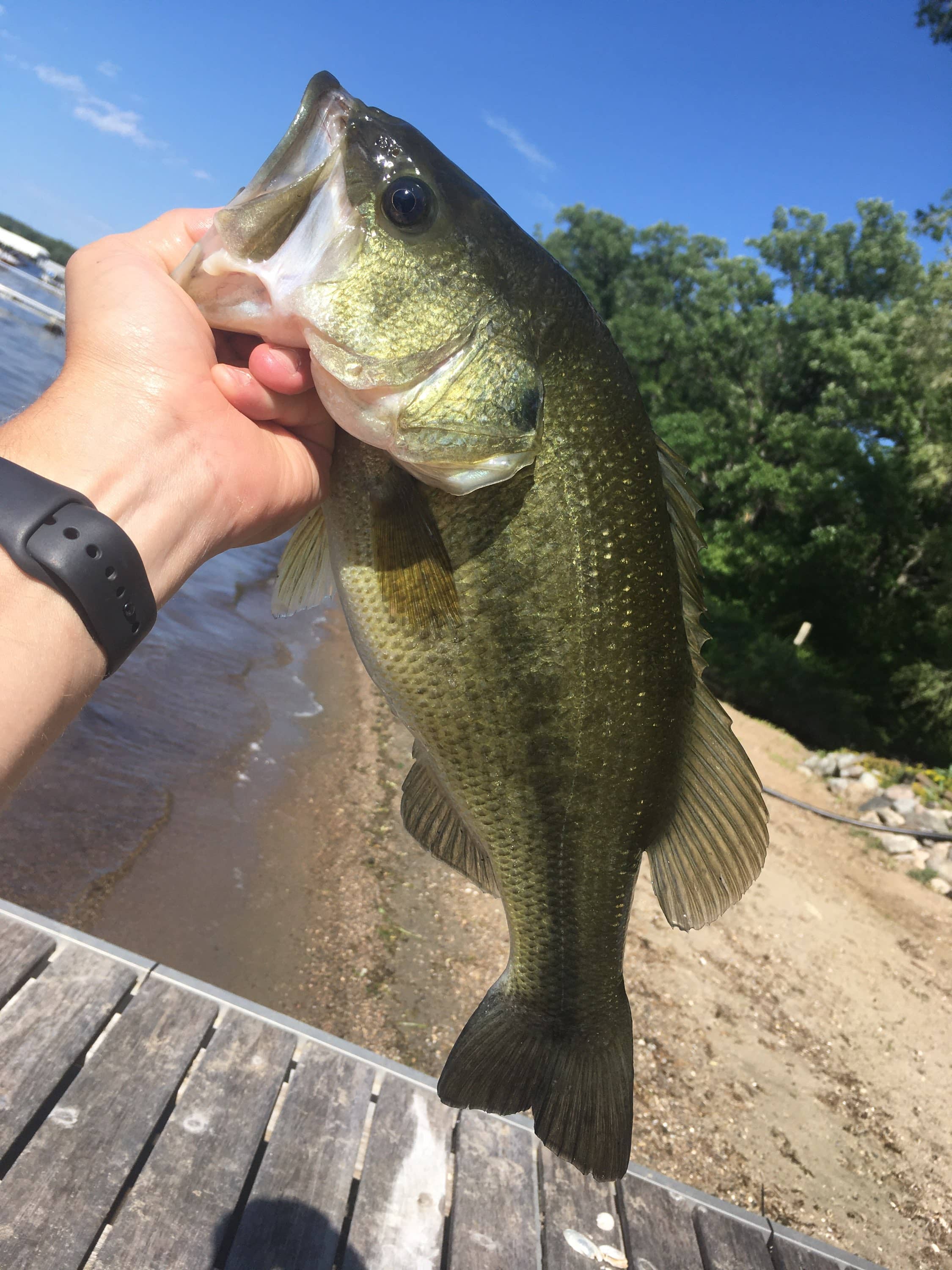 dockbass1