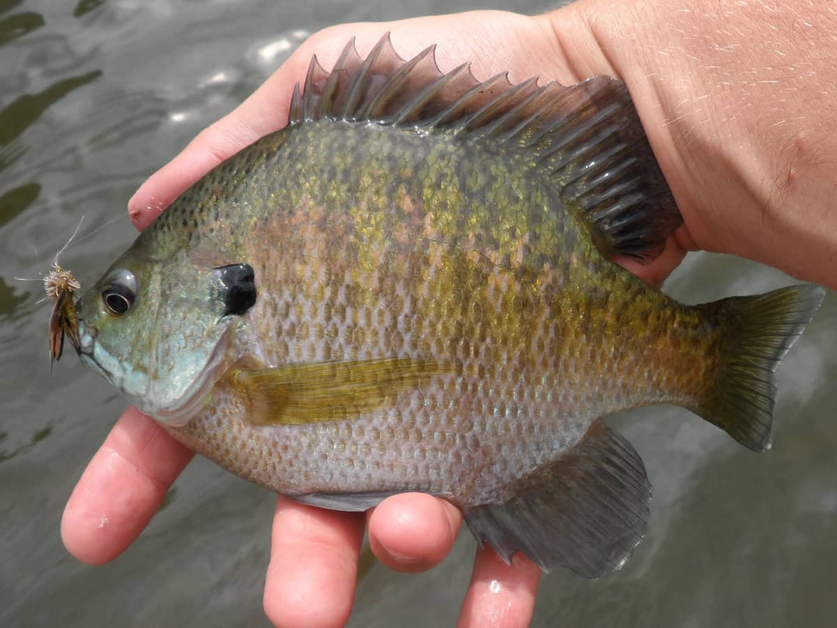 bluegill