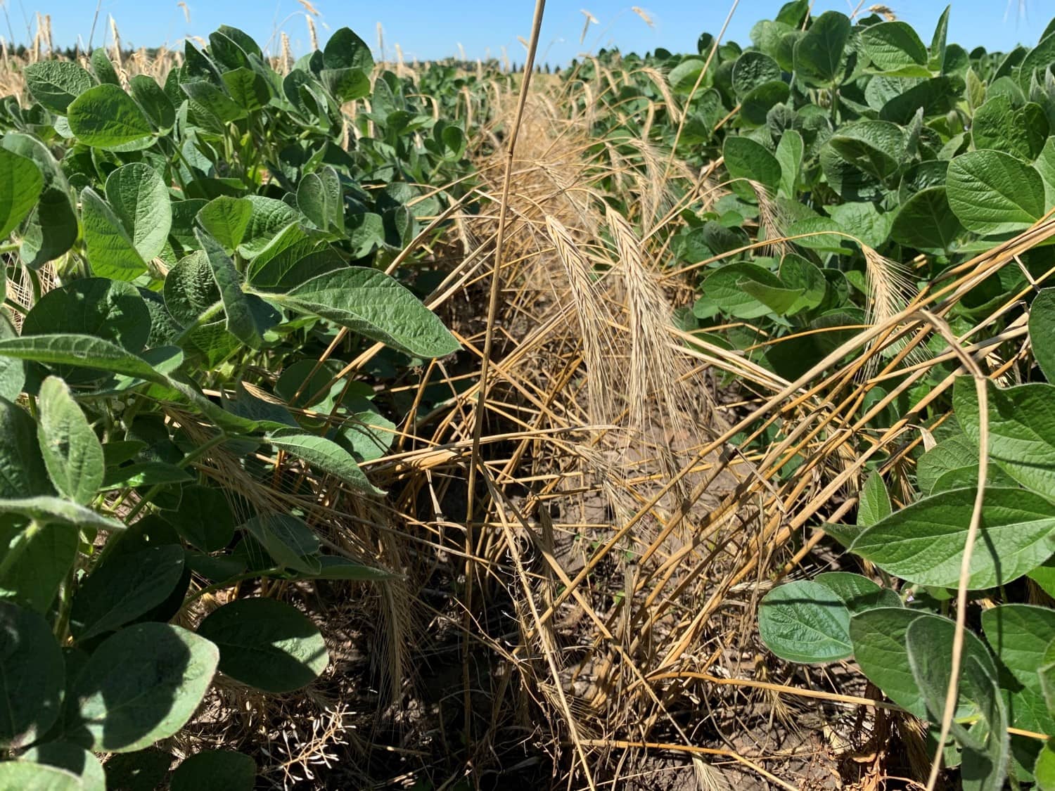 cover-crops-for-soybeans-and-dry-beans-will-be-among-the-topics-during-a-row-crop-tour-at-ndsus-carrington-research-extension-center-ndsu-photo