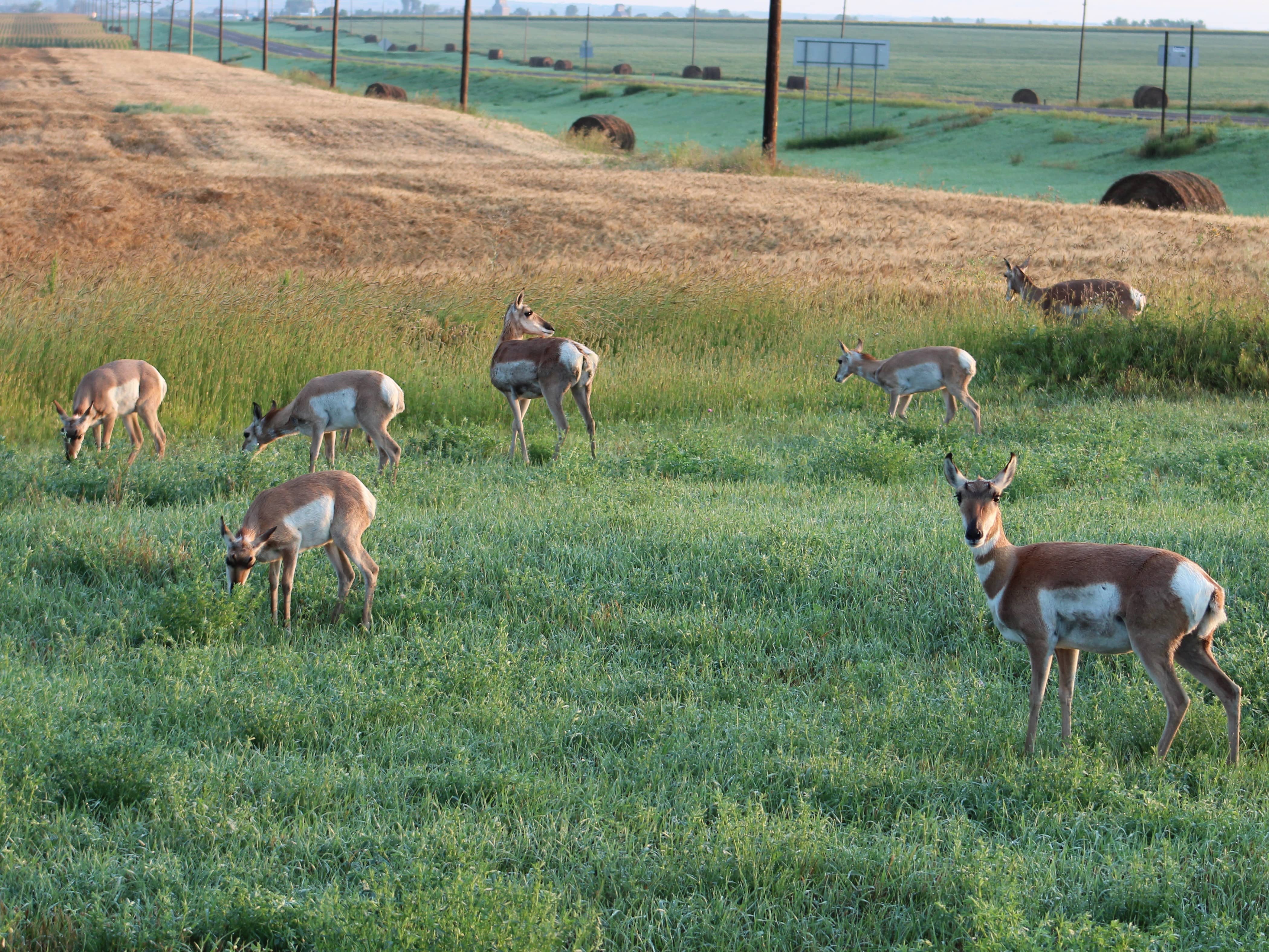 augpronghorn