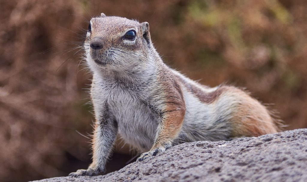 Questions Raised Regarding Poison Control for Ground Squirrels - Vimarsana News