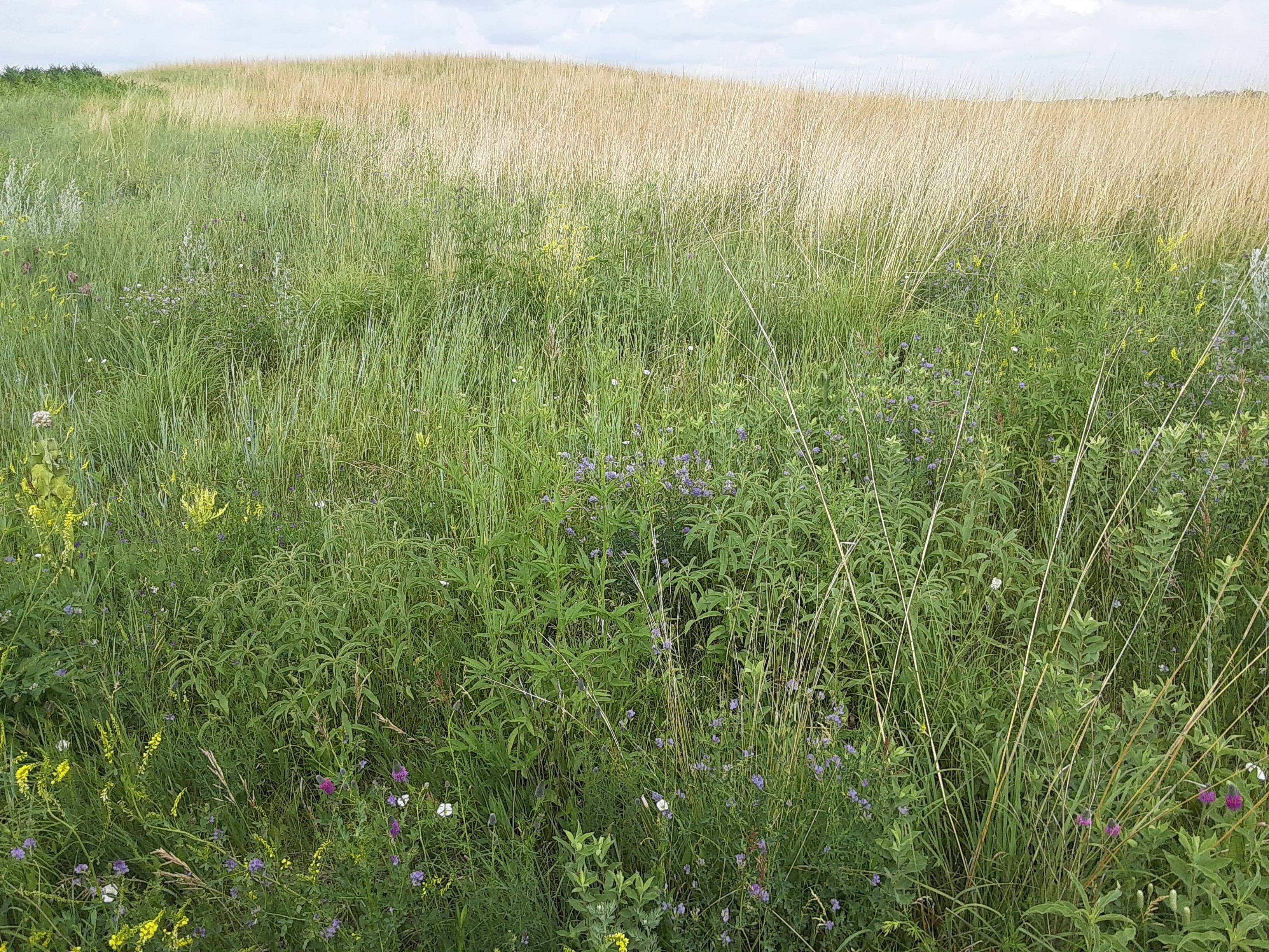 habitat