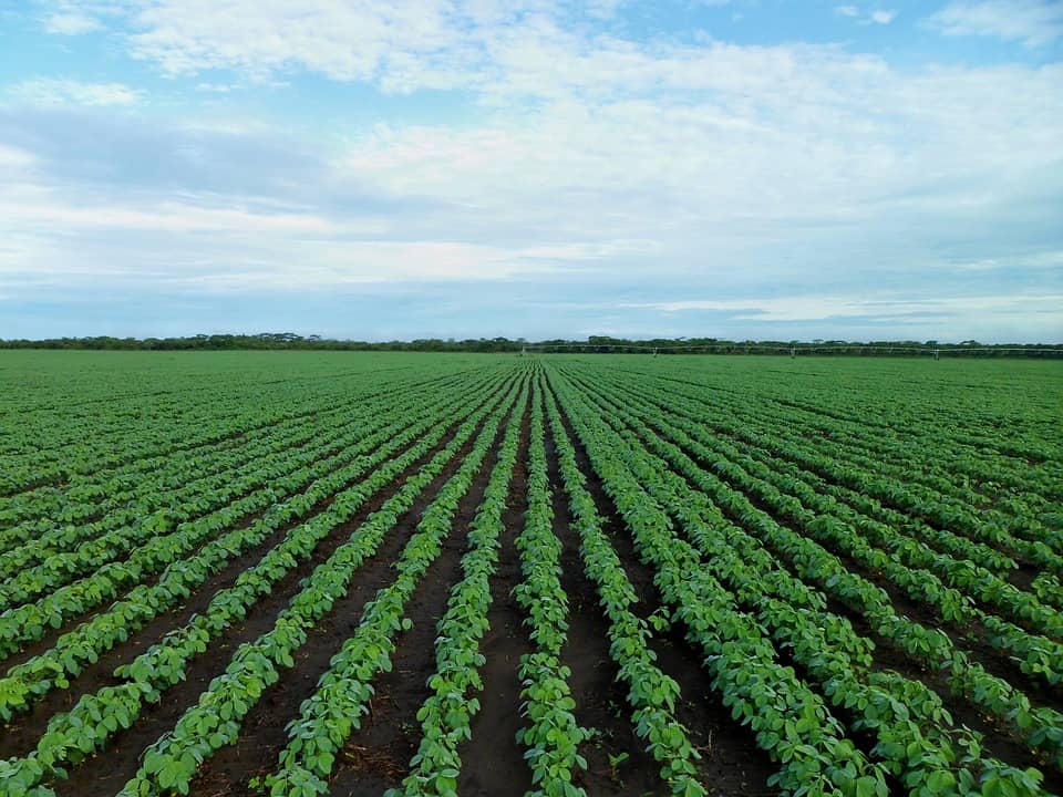 soybean-field-1610754_960_720