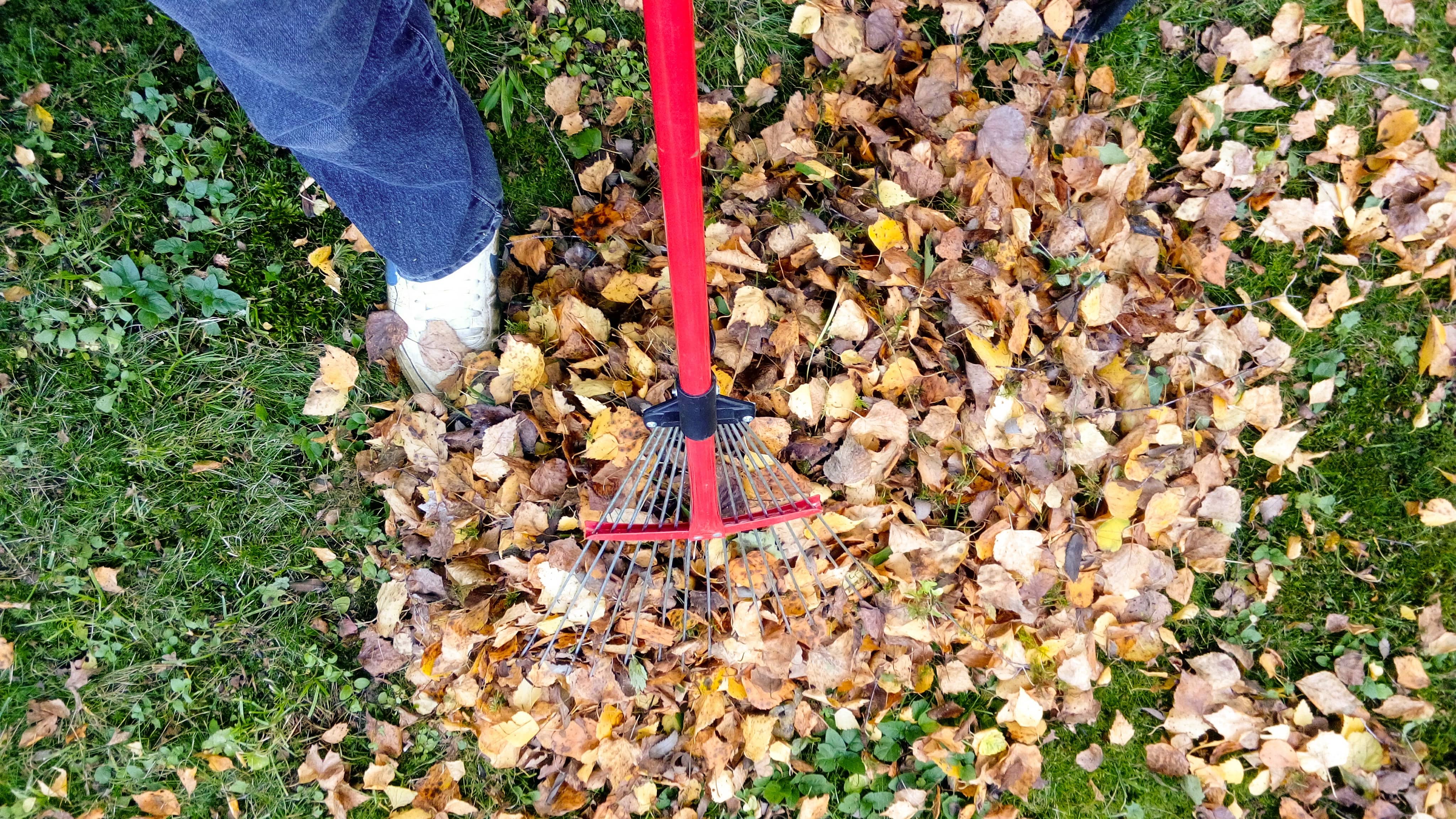 raking-2756006