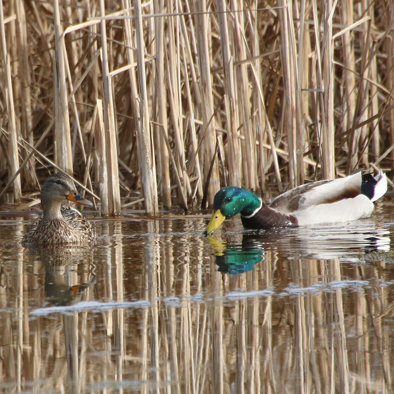 waterfowl-game-fish