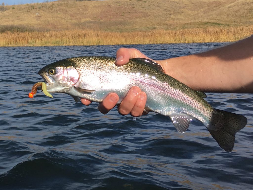 Fall Trout Evolution News Dakota